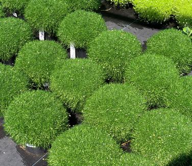 Sagina subulata - Irish Moss from Pleasant Run Nursery