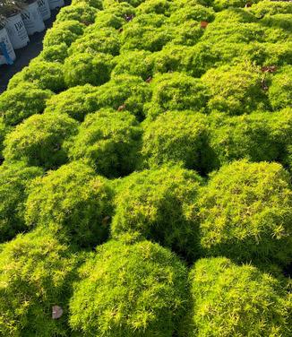 Sagina subulata 'Aurea' - Scotch Moss from Pleasant Run Nursery