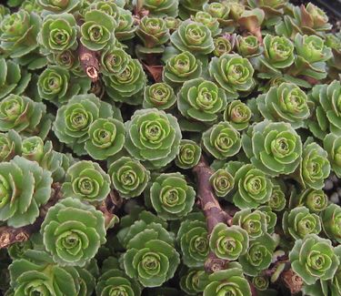 Sedum kamtschaticum