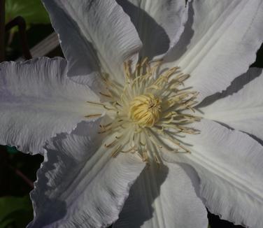 Clematis Gillian Blades