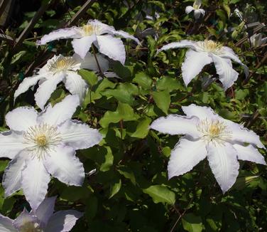 Clematis Gillian Blades