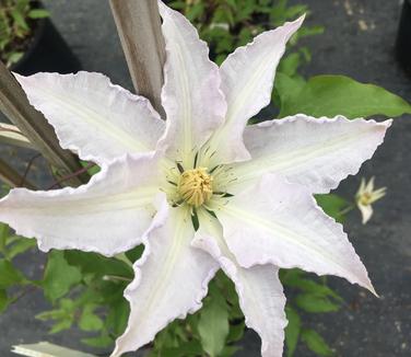 Clematis Gillian Blades