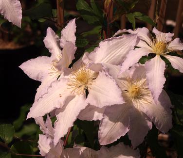 Clematis Gillian Blades