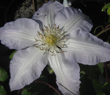 Clematis 'Gillian Blades' 