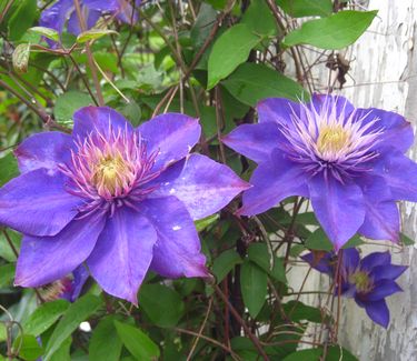 Clematis Multi-Blue 