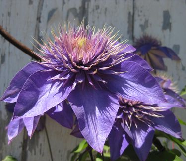 Clematis 'Multi-Blue' -