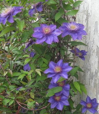 Clematis Multi-Blue 