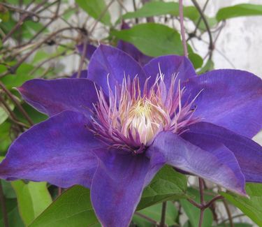 Clematis Multi-Blue 