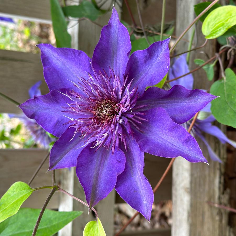 Clematis Multi-Blue 