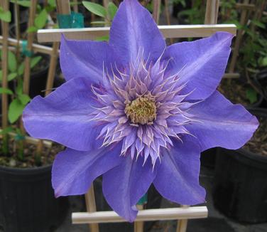 Clematis Multi-Blue