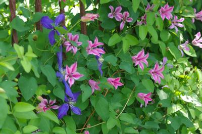 Clematis texensis 'Duchess of Albany' - Scarlet Clematis 