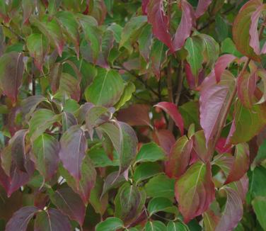 Cornus kousa var. chinensis - Kousa Dogwood