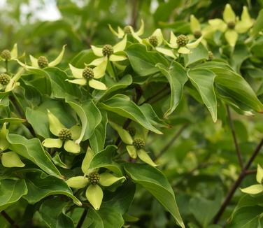 Cornus kousa var. chinensis