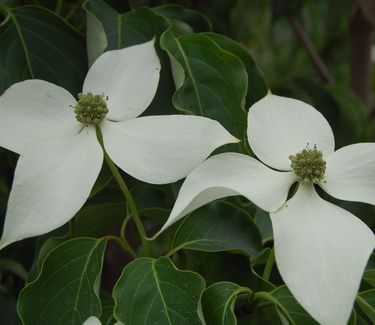 Cornus kousa var. chinensis 