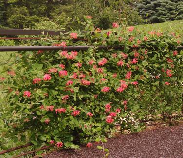 Lonicera sempervirens Major Wheeler (Chanticleer)