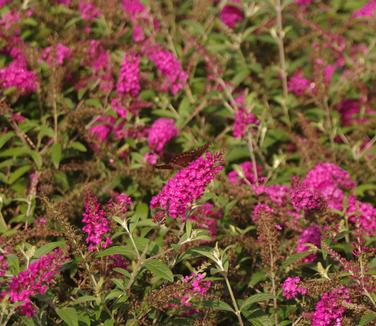 Buddleia davidii Miss Ruby 