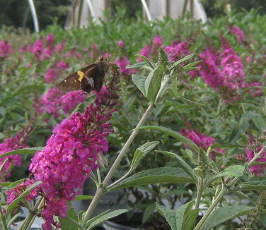 Buddleia davidii Miss Ruby 