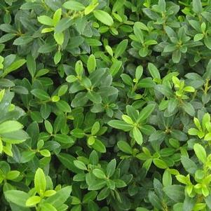 Ilex crenata Soft Touch