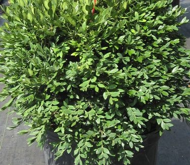 Buxus x Green Gem