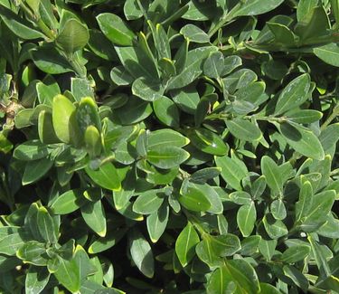 Buxus x Green Gem