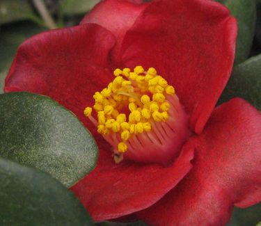 Camellia japonica Korean Fire