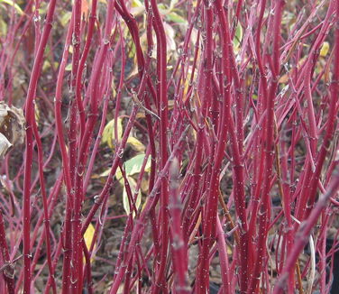 Cornus alba Ivory Halo