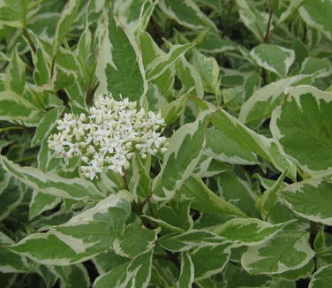 Cornus alba Ivory Halo