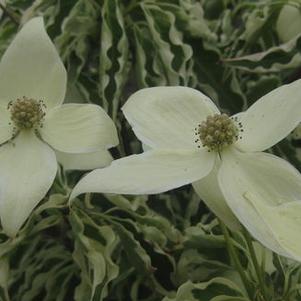 Cornus kousa Wolf Eyes