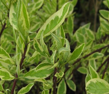 Cornus alba Ivory Halo™