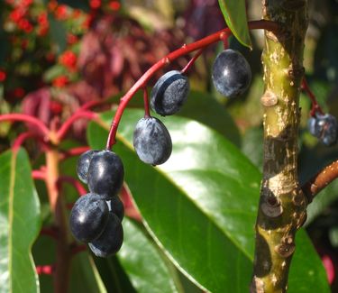 Daphniphyllum macropodum (fruit)