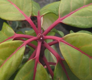 Daphniphyllum macropodum - False Daphne 