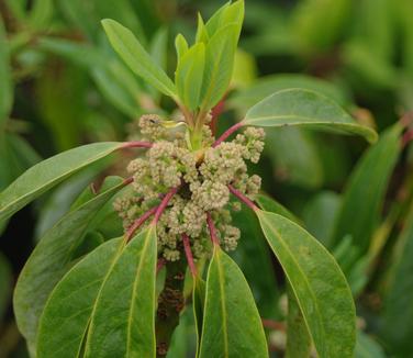 Daphniphyllum macropodum