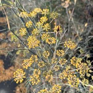 Foeniculum vulgare Purpureum