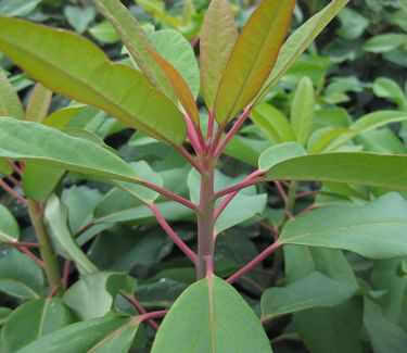 Daphniphyllum macropodum - False Daphne