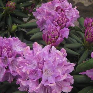 Rhododendron catawbiense English Roseum