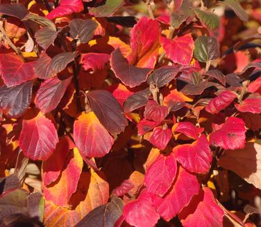 Fothergilla gardenii Suzanne