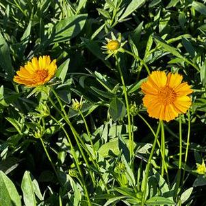 Coreopsis lanceolata 