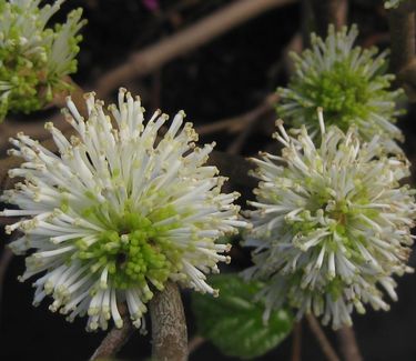 Fothergilla gardenii 'Suzanne' - Dwarf Fothergilla 