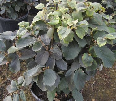 Fothergilla gardenii 'Suzanne' - Dwarf Fothergilla