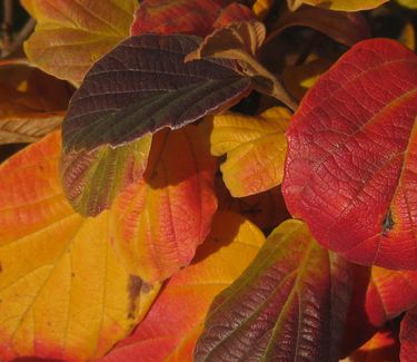 Fothergilla gardenii 'Suzanne' - Dwarf Fothergilla (Fall color)