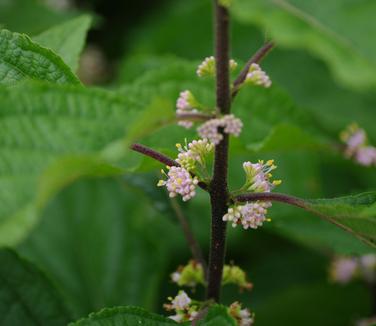 Callicarpa americana - American Beautyberry