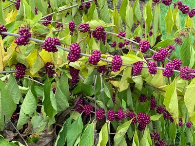 Callicarpa americana