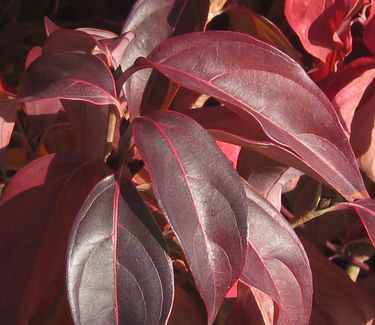 Cornus kousa 'Greensleeves' - Kousa Dogwood (Fall color)