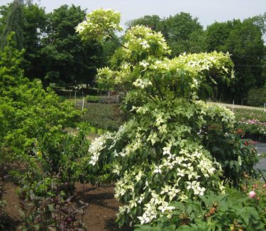 Cornus kousa 'Greensleeves'-Kousa Dogwood 