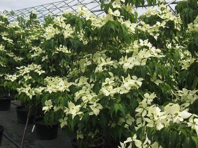 Cornus kousa 'Greensleeves'