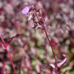 Penstemon digitalis Pocahontas