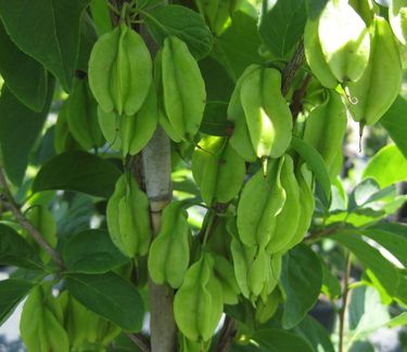 Halesia carolina Jersey Belle - Carolina Silverbell 