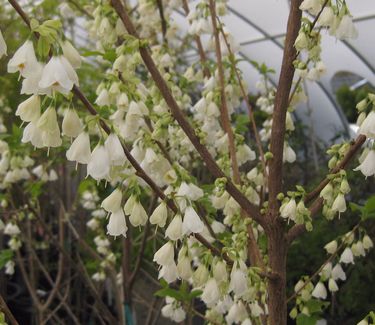 Halesia carolina Jersey Belle