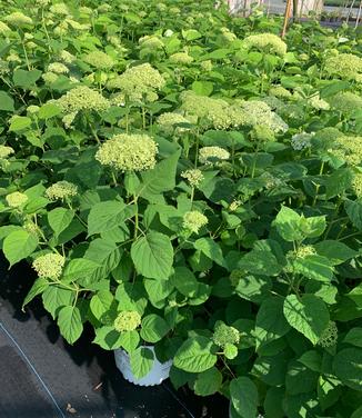 Hydrangea arborescens Incrediball