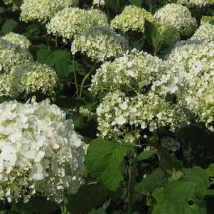 Hydrangea arborescens Annabelle